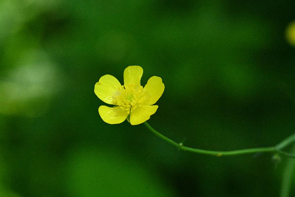 2025-06169046 Acton Arboretum, MA.JPG